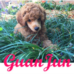 Red Toy Poodle Breeder